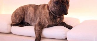 Among other small dogs, French bulldogs have quite an impressive weight.