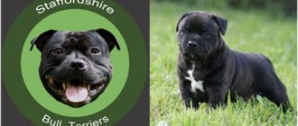 Staffordshire Bull Terriers, Diamond Chase Kennel