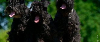 The breed standard for Schnauzers is black coat color.