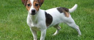 Jack Russell Terrier stance