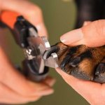 Trimming puppy&#39;s nails