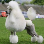 Poodle haircut - picture
