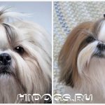 Haircuts for dogs of the Shih Tzu breed, types of haircuts, features of grooming, how to properly care for the animal&#39;s fur on your own and with the help of salons.