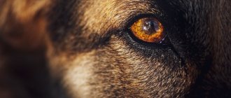 Structure of a dog&#39;s eye