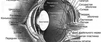 structure of a dog&#39;s eye