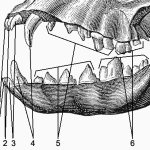 The structure of a dog&#39;s teeth