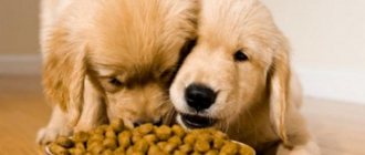 Сухие корма для собак