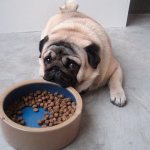 Dry food for pugs Photo
