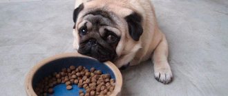 Dry food for pugs Photo