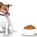 dry diet for dogs of different breeds