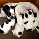 French bulldog female with puppies, photo photo