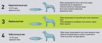 Таблица параметров для диагностики крайней худобы, избыточного веса и ожирения у собаки