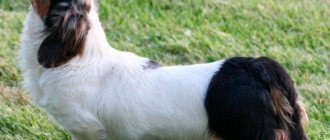 White-spotted dachshund