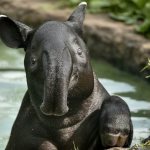 Tapir-animal-Description-features-species-lifestyle-and-habitat-of-tapir-5