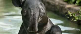 Tapir-animal-Description-features-species-lifestyle-and-habitat-of-tapir-5