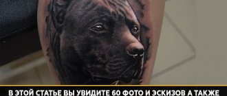 pitbull tattoo meaning