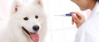 A dog’s temperature: what is considered normal, what to do, how to measure and reduce a dog’s fever