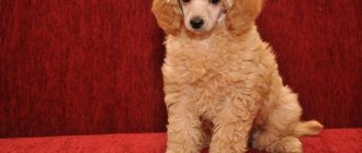 Toy poodle