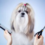 TOP 10 best trimmers for cutting dogs