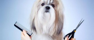 TOP 10 best trimmers for cutting dogs