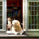TOP 30 best dog breeds for apartments
