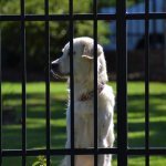 Top 30 Best Dog Breeds for Guarding