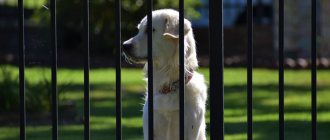 Top 30 Best Dog Breeds for Guarding