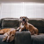 TOP best dogs for apartments of all sizes