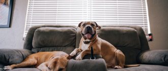 TOP best dogs for apartments of all sizes