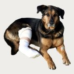 dog leg injury