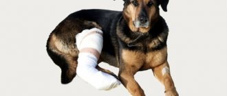 dog leg injury