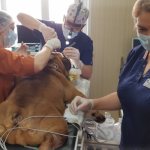 Injuries in dogs: signs. symptoms, treatment, recovery 
