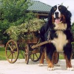 Three colors of happiness: Bernese Mountain Dog