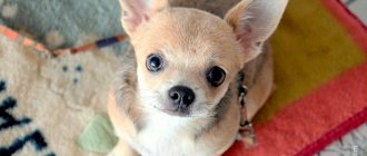 Chihuahuas start estrus at 6-7 months