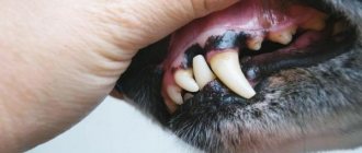 My dog ​​has black gums