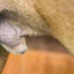 My dog ​​has pus coming out of his penis.