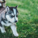 Caring for a puppy at 1-2 months