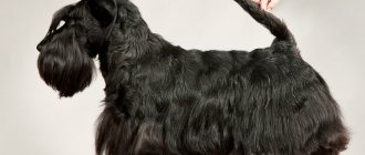 Scottish Terrier Grooming and Grooming