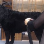 Labrador coat care at home