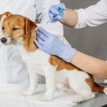 caring for a dog after vaccinations
