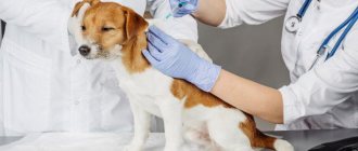caring for a dog after vaccinations