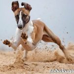 Whippet-dog-Description-features-care-and-price-of-the-Whippet-breed-9