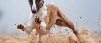 Whippet-dog-Description-features-care-and-price-of-the-Whippet-breed-9