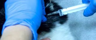 Dog injection