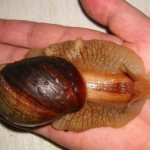 Achatina snails reproduction, egg care