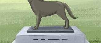 dog died how to bury