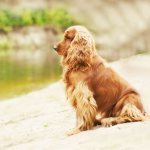 Spaniel ears: proper care, cleaning and trimming, combing and disease prevention