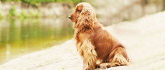 Spaniel ears: proper care, cleaning and trimming, combing and disease prevention
