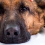 Euthanasia of dogs in Moscow