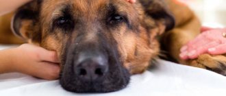 Euthanasia of dogs in Moscow